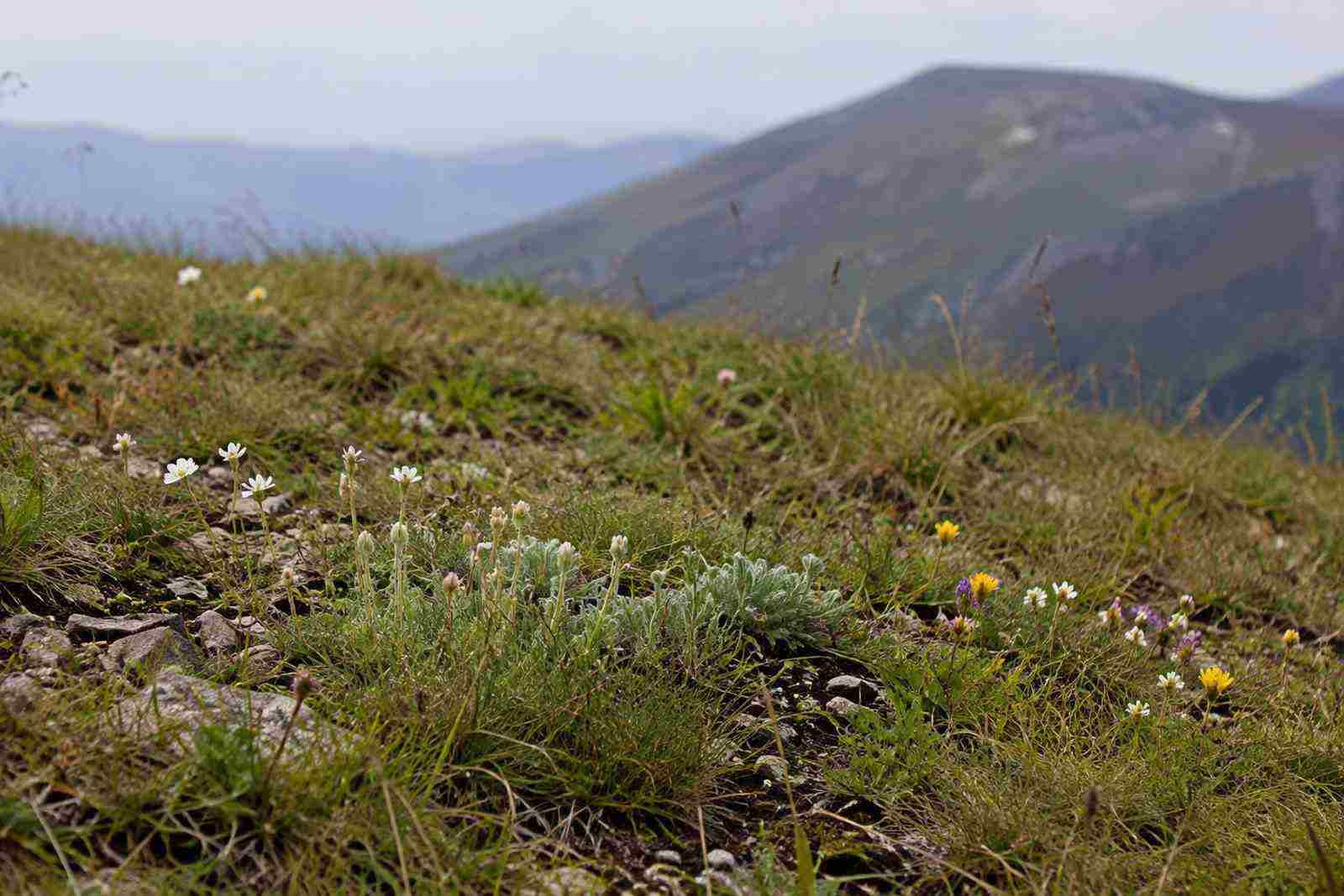 Pelouse d’altitude et flore protégée au sommet du mont Mézenc