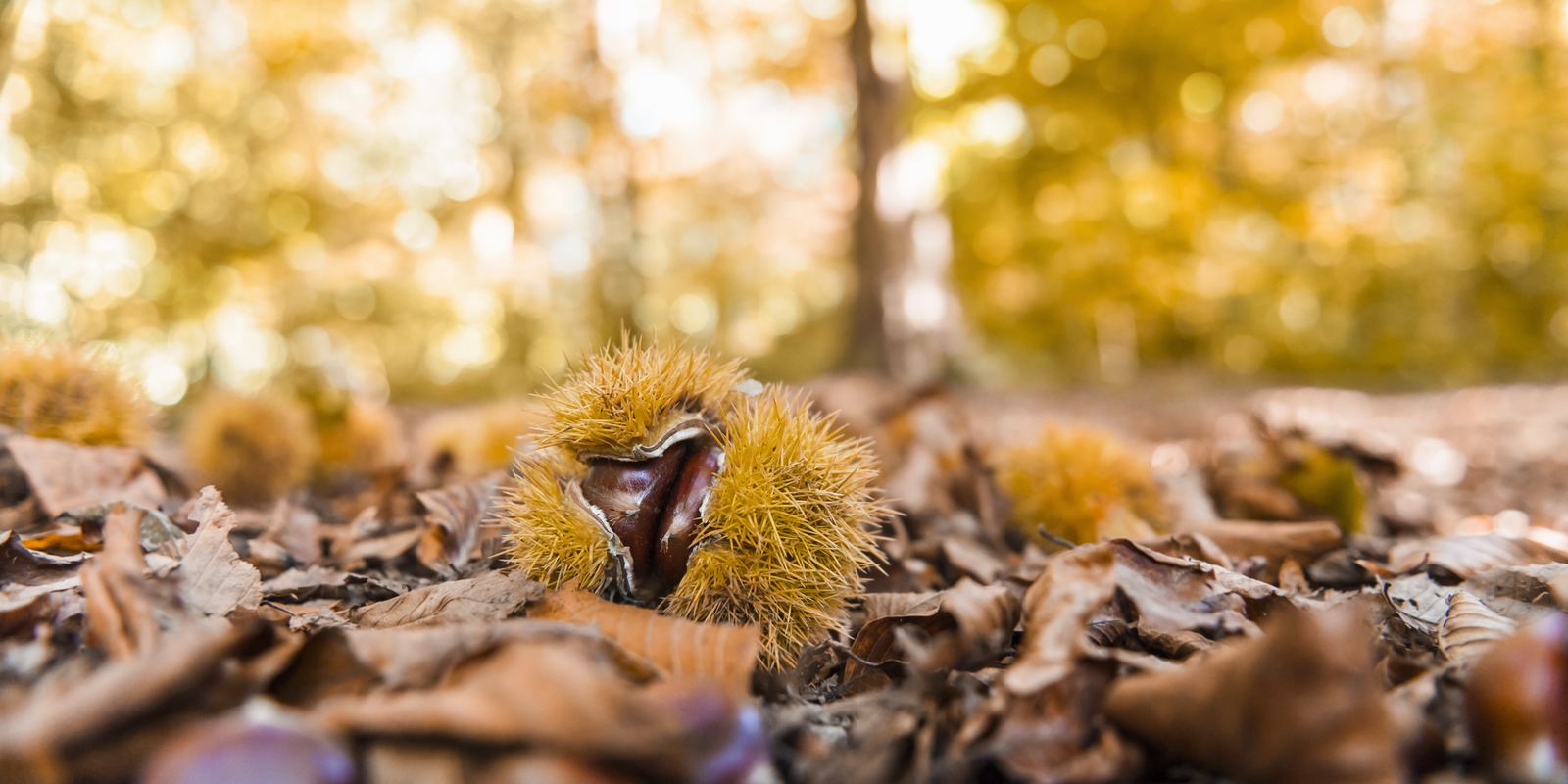 Châtaignes dans leur bogue au milieu des feuilles mortes en automne