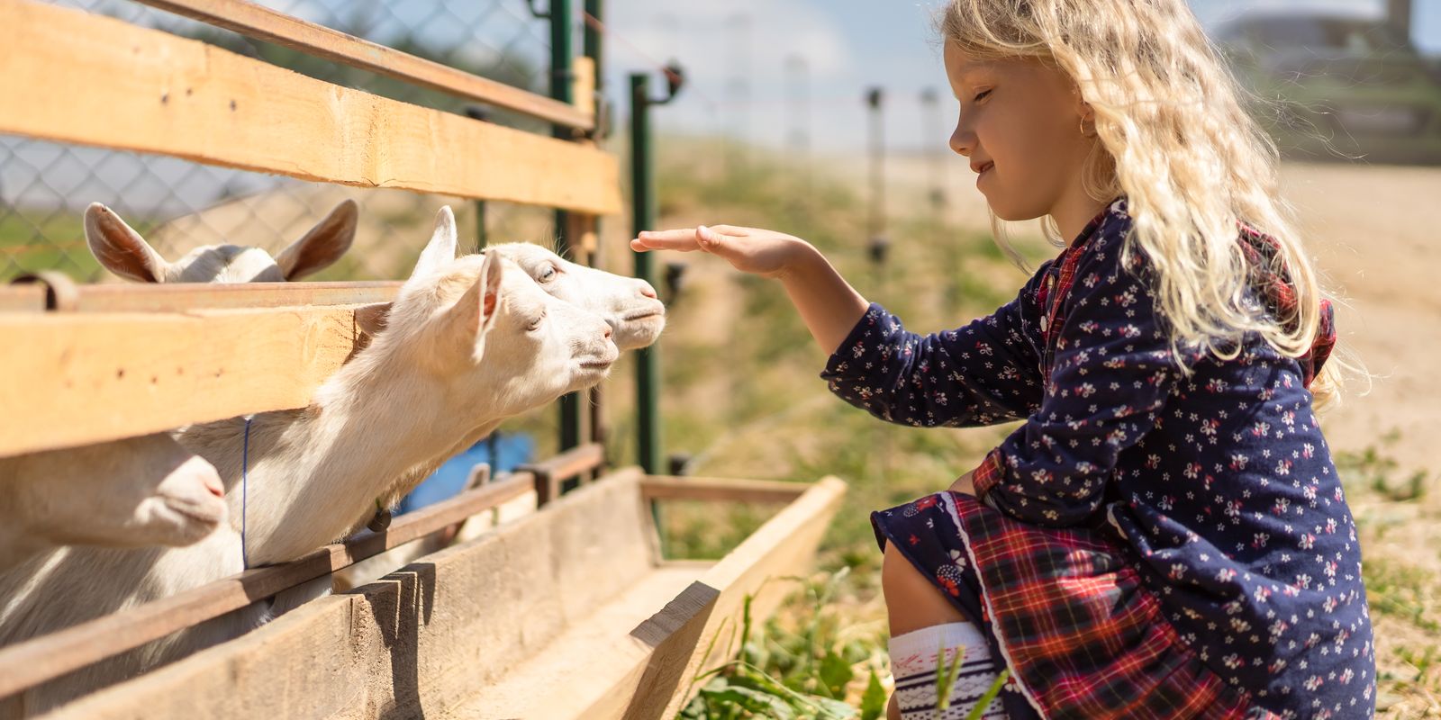 Fillette tendant la main vers des chèvres dans une ferme pédagogique